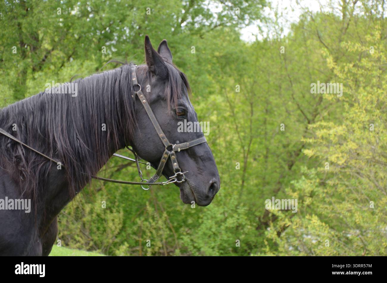 Nahaufnahme eines schönen schwarzen Pferdes mit einer langen Mähne, die einen Zaumzeug trägt und an einem Frühlingstag auf einer grünen Wiese steht, umgeben von Bäumen. Stockfoto