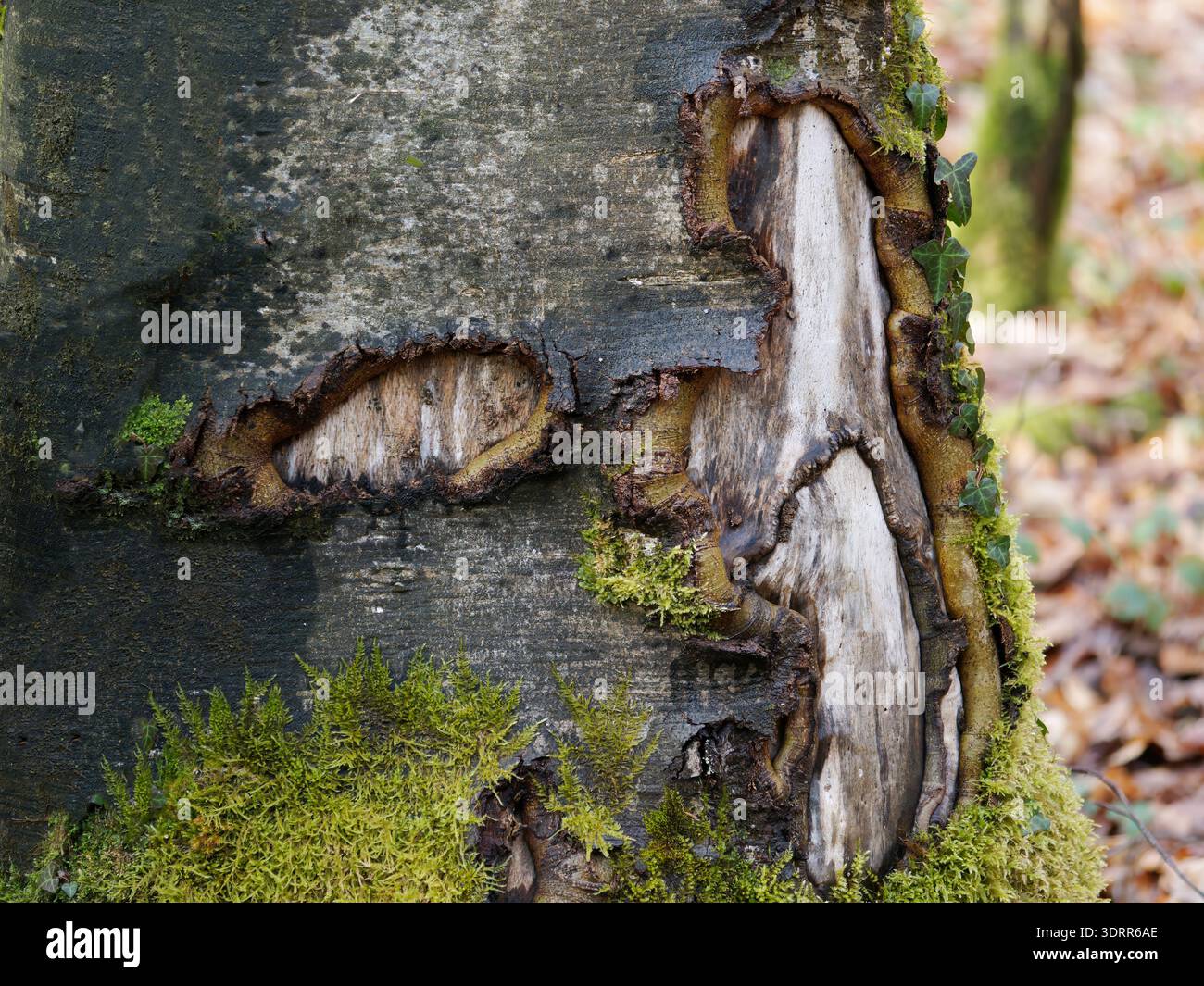 Baumrinde mit Moosbewuchs Stockfoto