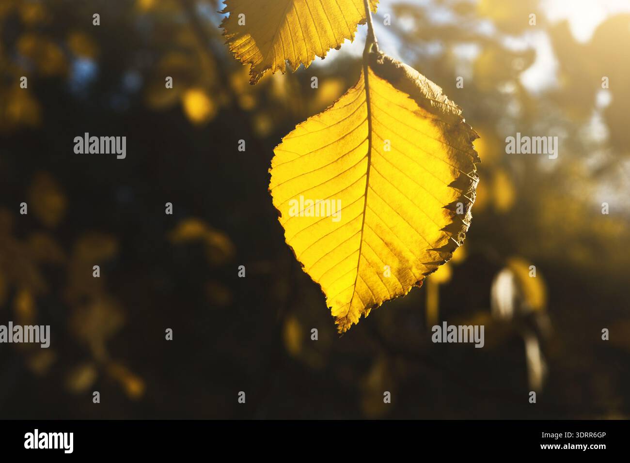 Goldene Blätter fangen das Sonnenlicht des Herbstes in der Nature Collage Series ein Stockfoto