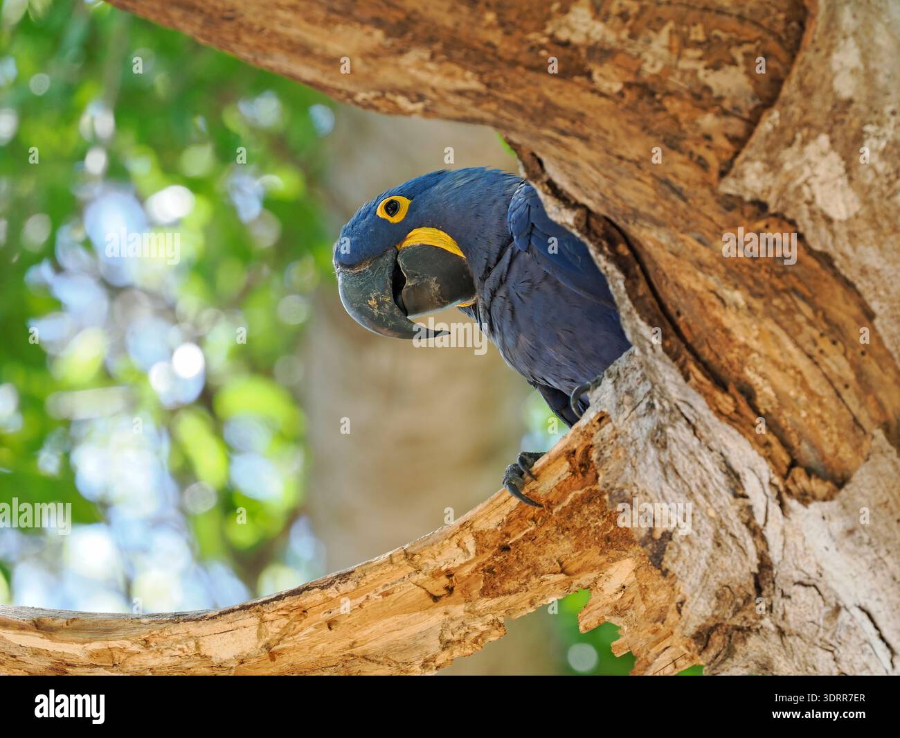 Hyazinthara (Anodorhynchus hyacinthus) Einzelvogel im Baum, Pantanal, Brasilien, Oktober Stockfoto