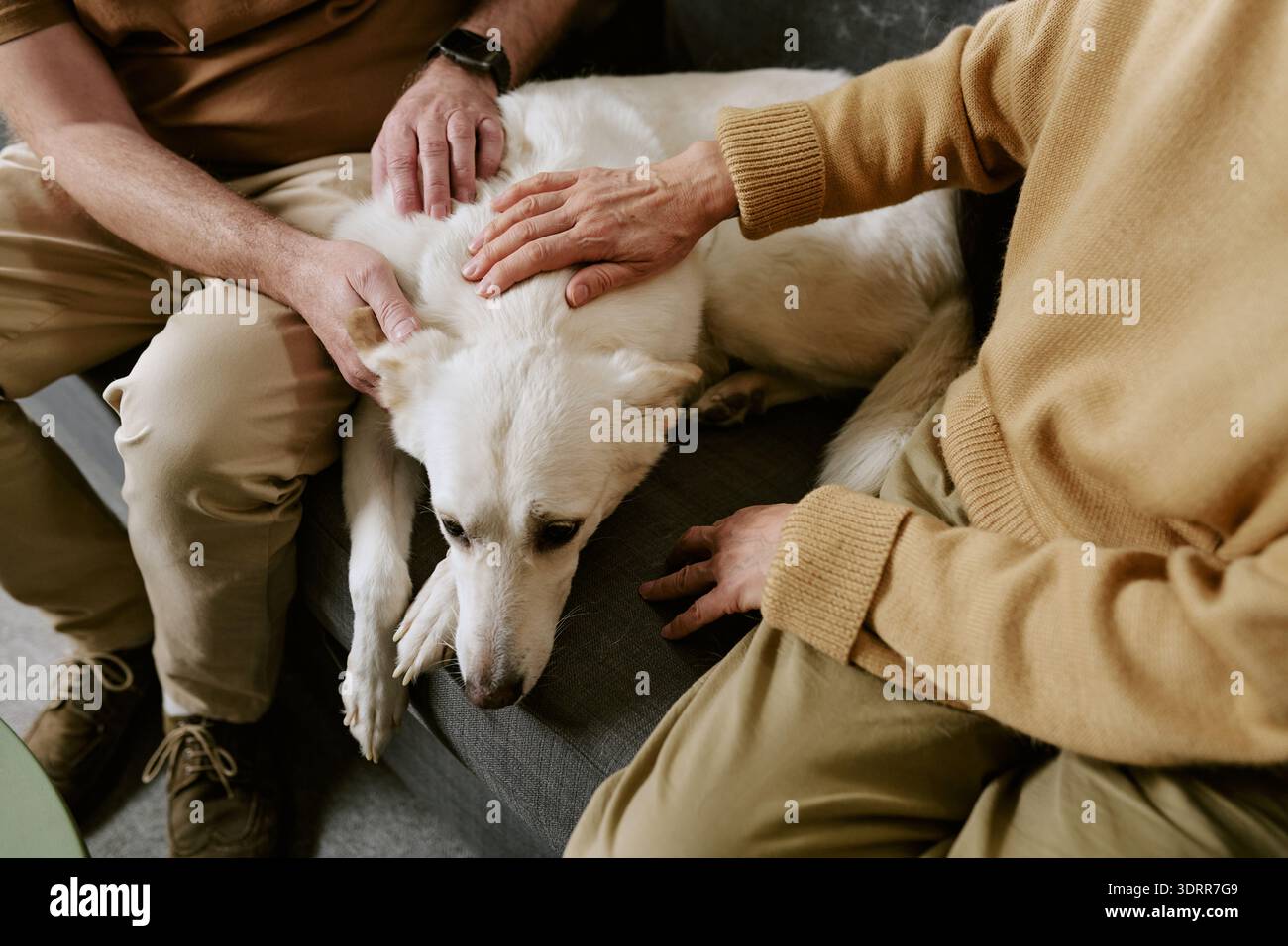 Seniorenpaar, Das Entspannten Hund Streichelt, Während Er Drinnen Sitzt Stockfoto