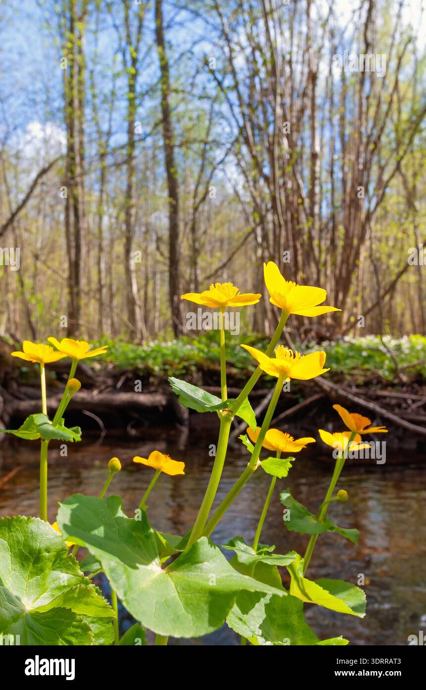 Wunderschöne Marsh Marigold blüht im Frühling an einem Waldbach Stockfoto