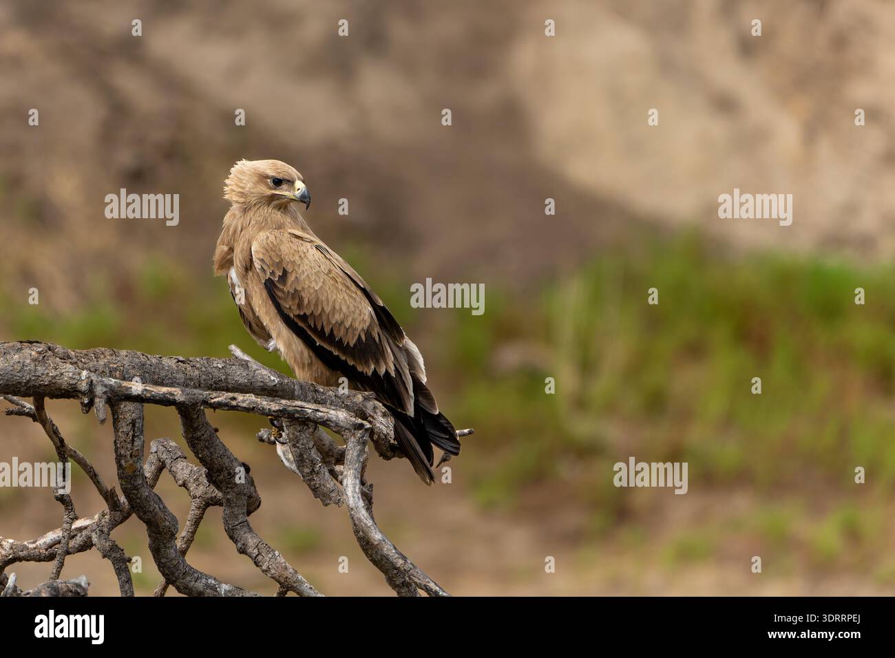 Tawny Adler (Aquila rapax), der auf einem knorrigen toten Zweig thront und die Umgebung mit einem scharfen Blick vor einem weichen, verschwommenen Hintergrund aus trockenem Ohr beobachtet Stockfoto