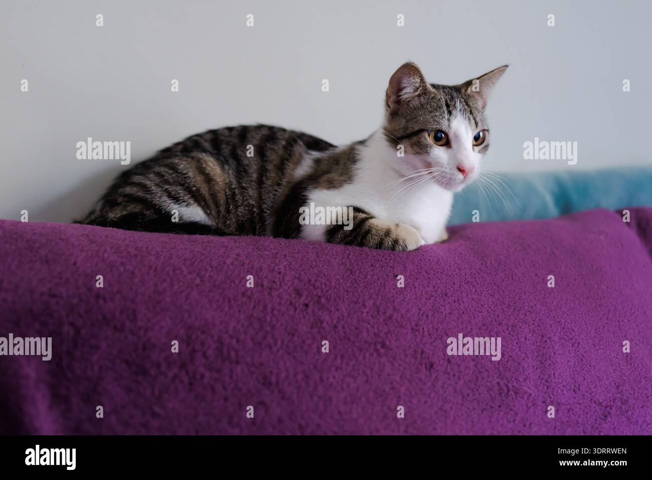 Hauskatze in ihrem natürlichen Lebensraum, dem Sofa Stockfoto