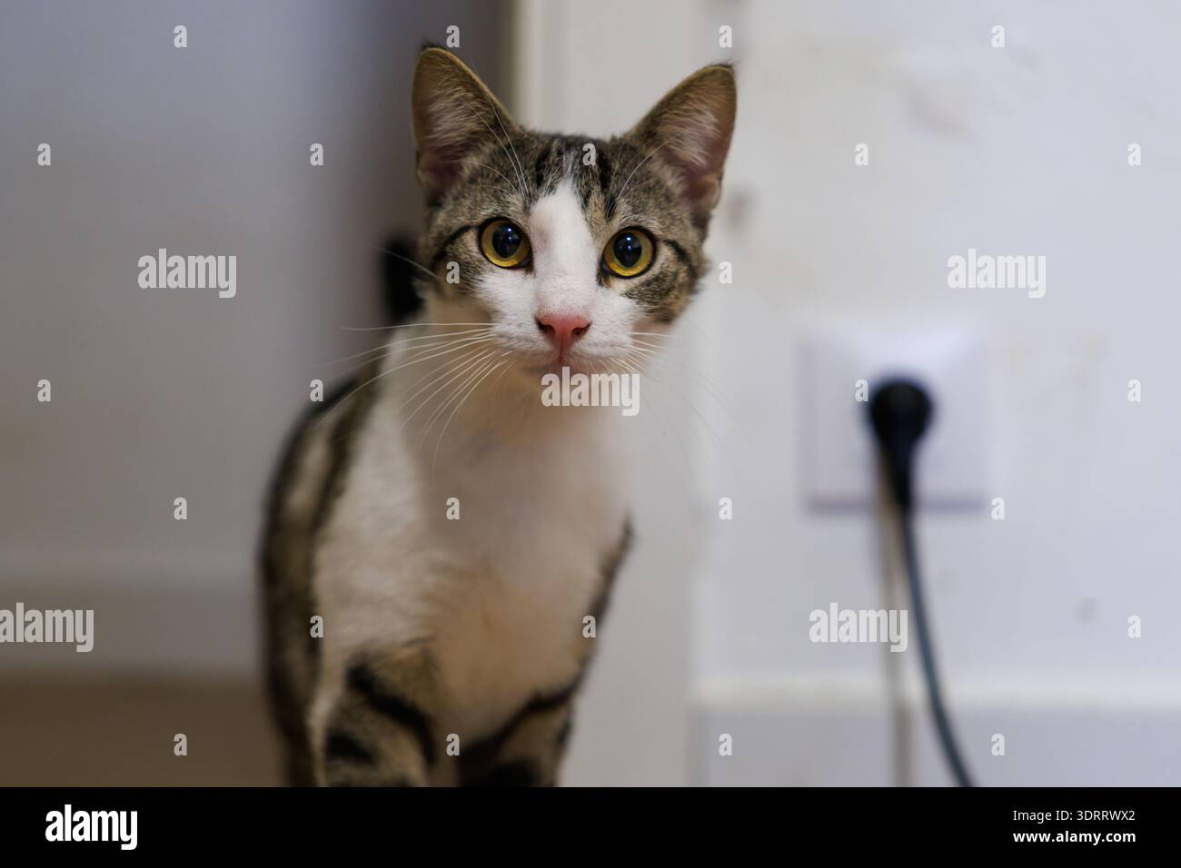 Hauskatze, die neugierig starrt, Alcoy, Spanien Stockfoto