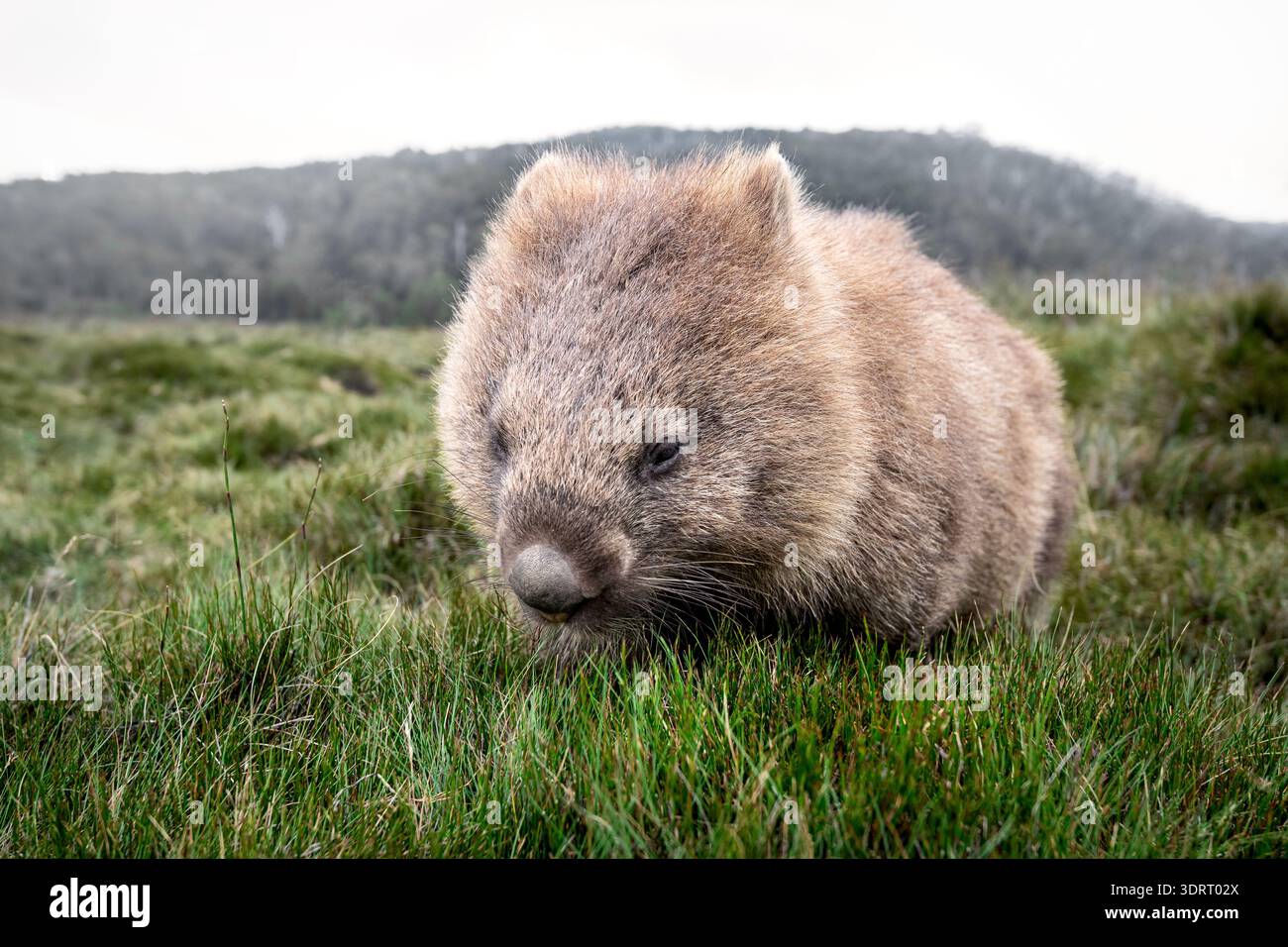 Wombat weidet in den Bergen Australiens. Stockfoto