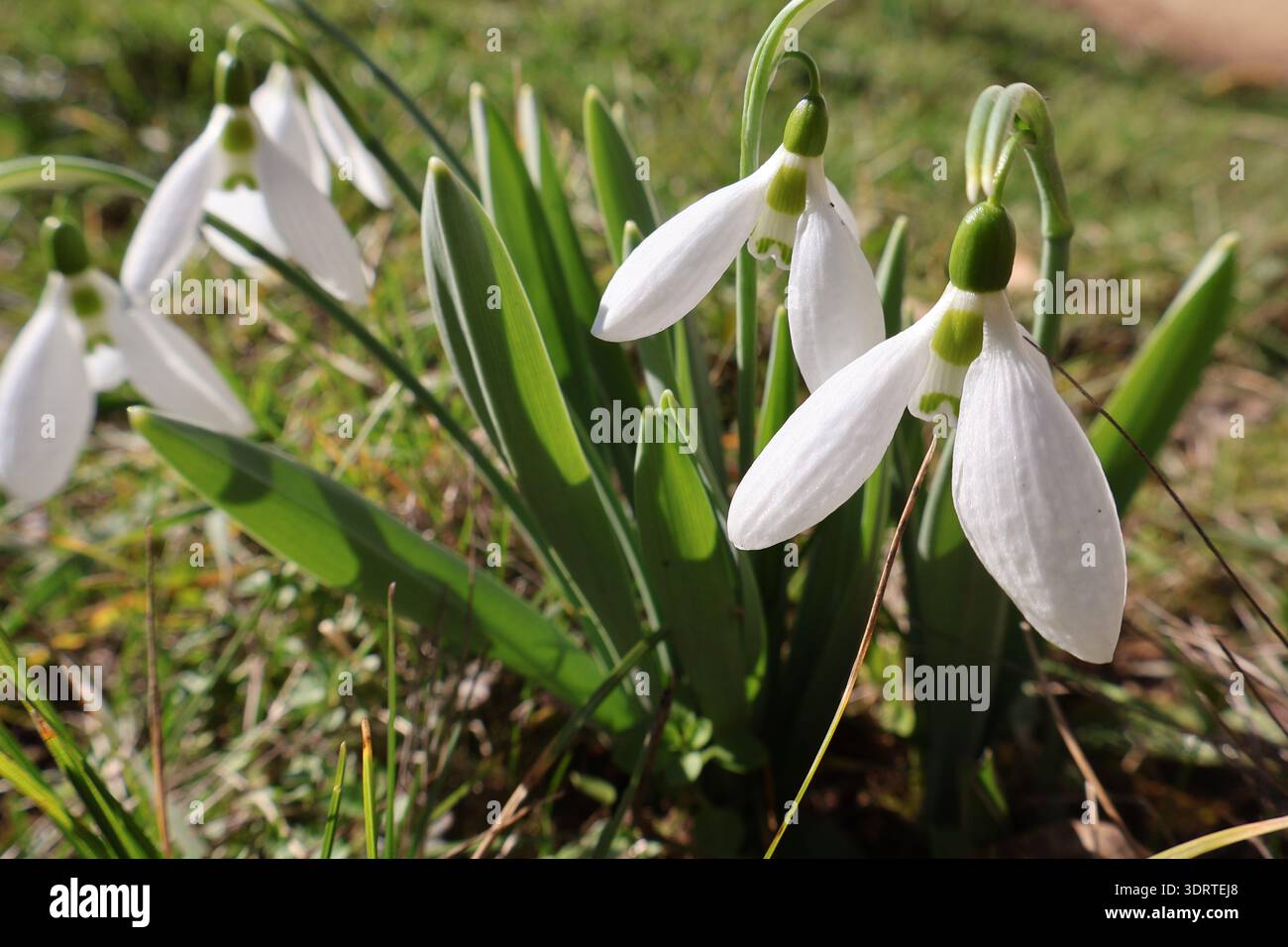 Eine Gruppe von Schneeglöckchen im Februar Stockfoto