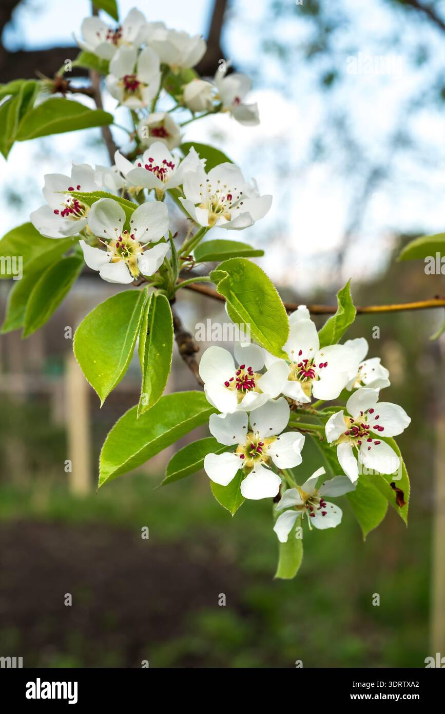 Schöne Birnenblüten auf Zweigen im Frühling. Nahaufnahme weißer Blütenstände von Birnenbäumen. Stockfoto