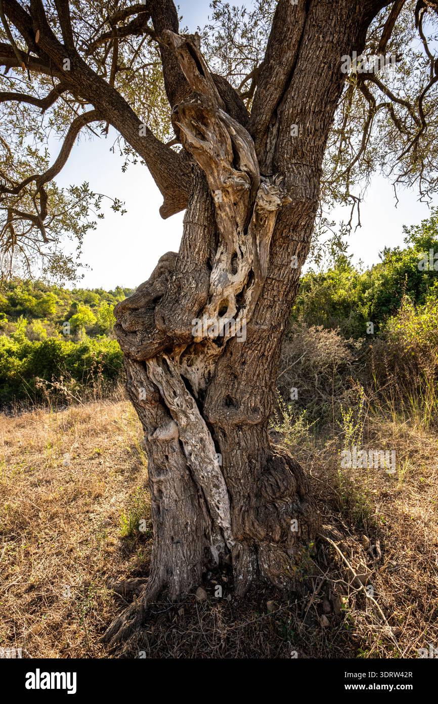 Der alte Olivenbaum zeigt seinen strukturierten, knorrigen Stamm und die verwitterten Äste, die in Richtung des hellblauen Himmels über einer Landschaft aus grünem Gras reichen Stockfoto