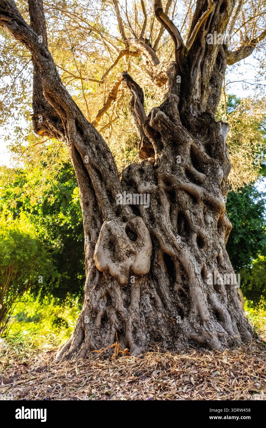 Alter Olivenbaum Stamm, Wurzeln und ste. Nahaufnahme Stockfotografie -  Alamy