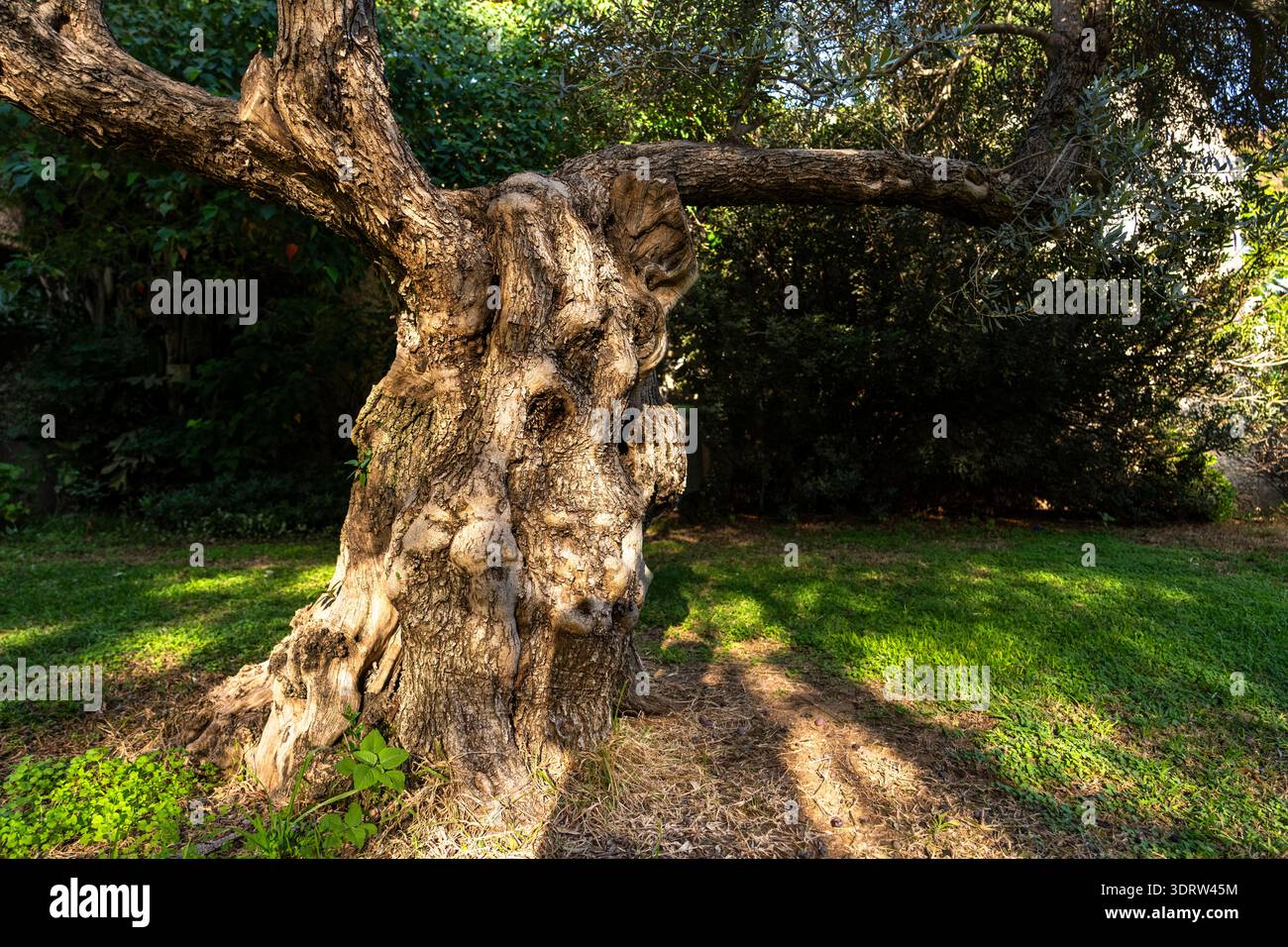 Knorpeliger Stamm und Wurzeln eines Olivenbaums, Olivenbume im  terrassenfrmigen Anbau, Wanderweg von Soller nach Fornalutx, Serra de  Tramuntana, Mallorca Stockfotografie - Alamy