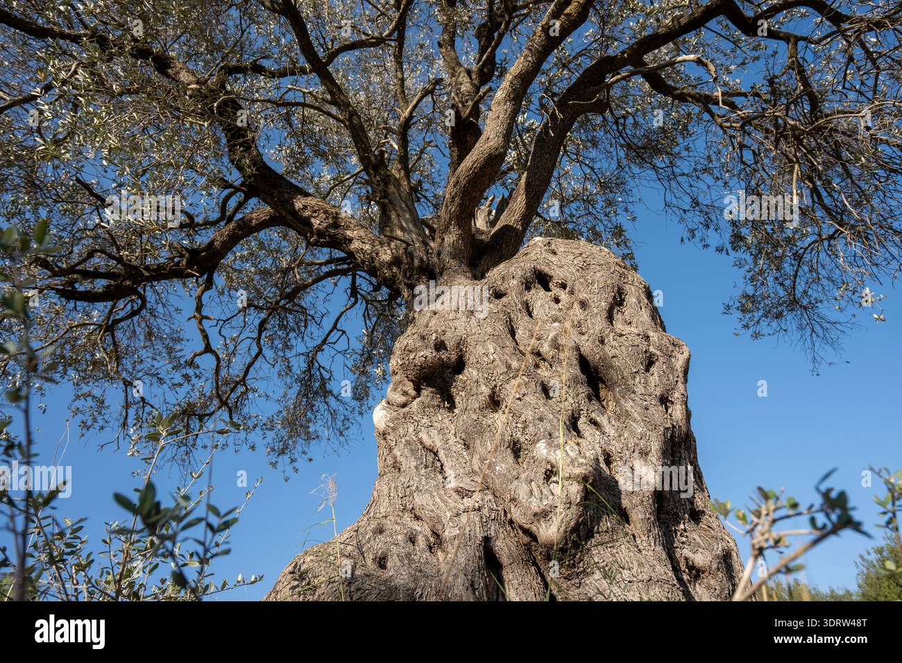 Der alte Olivenbaum zeigt seinen strukturierten, knorrigen Stamm und die verwitterten Äste, die in Richtung des hellblauen Himmels über einer Landschaft aus grünem Gras reichen Stockfoto