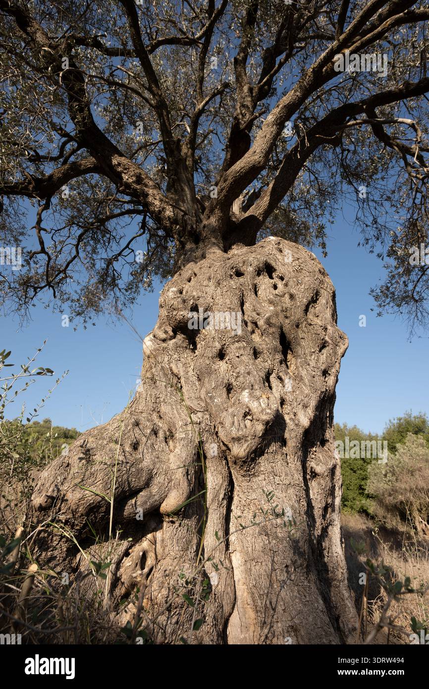 Der alte Olivenbaum zeigt seinen strukturierten, knorrigen Stamm und die verwitterten Äste, die in Richtung des hellblauen Himmels über einer Landschaft aus grünem Gras reichen Stockfoto