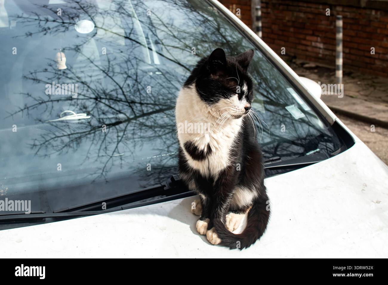 Schwarz-weiße streunende Katze auf der Motorhaube, Symbol für das Wohlergehen der Tiere in der Stadt, Rettung und Mitgefühl. Stockfoto