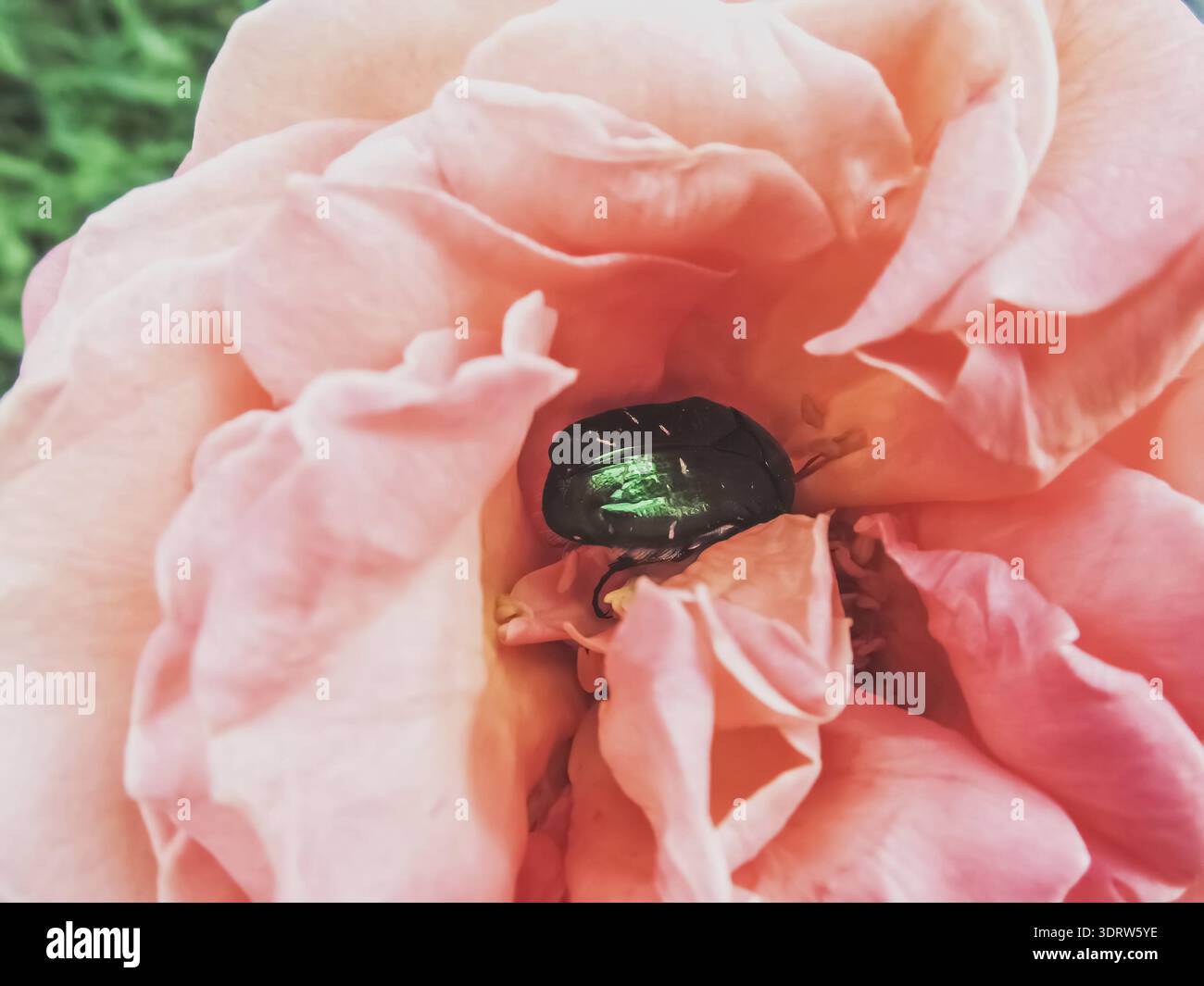 Ein metallisch grüner Scheuerkäfer (Cetonia aurata) liegt tief in einer weichen, pfirsichrosa Rose. Dieses Makrobild erfasst den auffälligen Kontrast Stockfoto