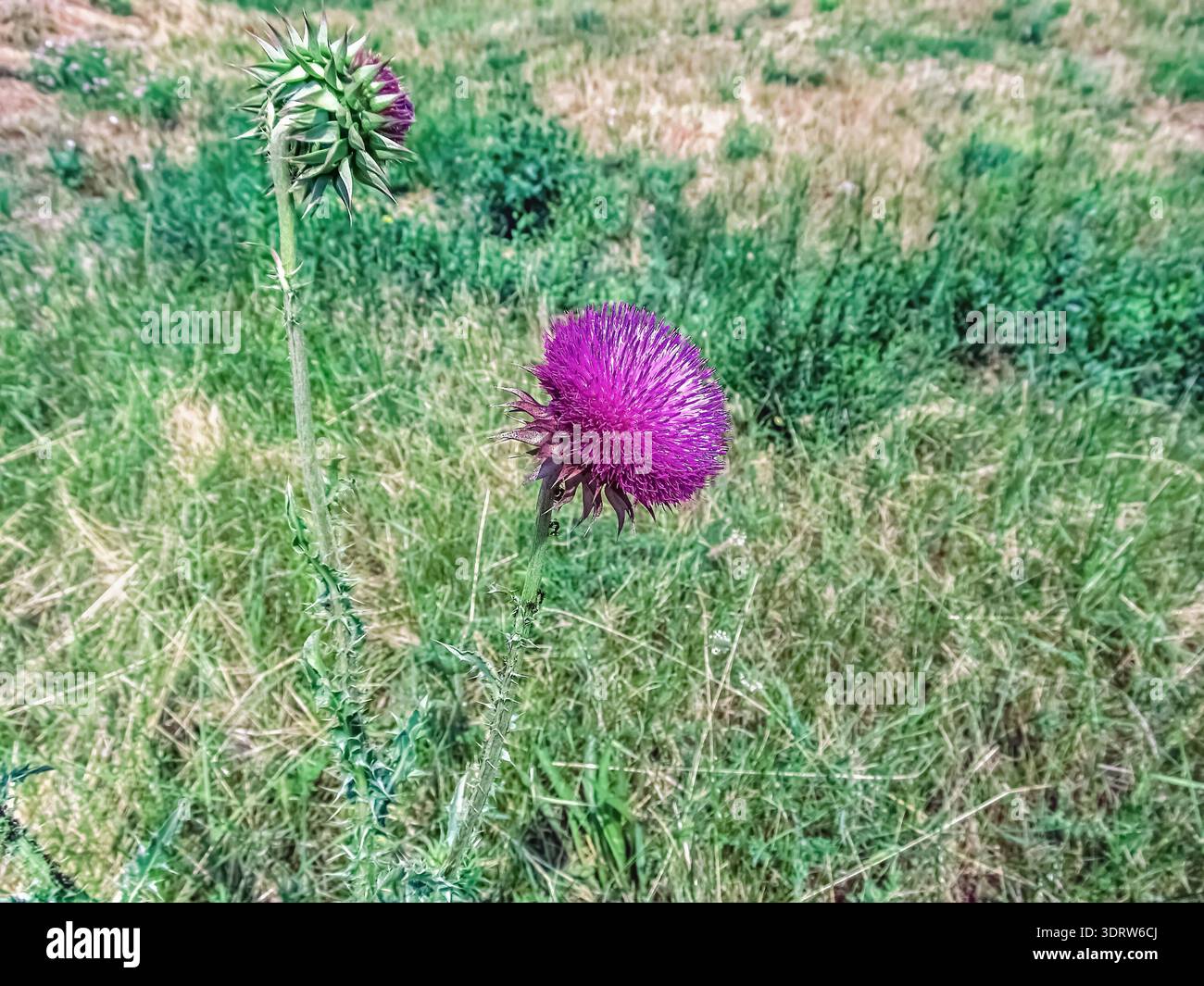 Eine markante lila Distelblüte und eine grüne Knospe stehen hoch auf einer Wiese, mit viel verschwommenem Grashintergrund für ausgezeichneten Kopierraum Stockfoto