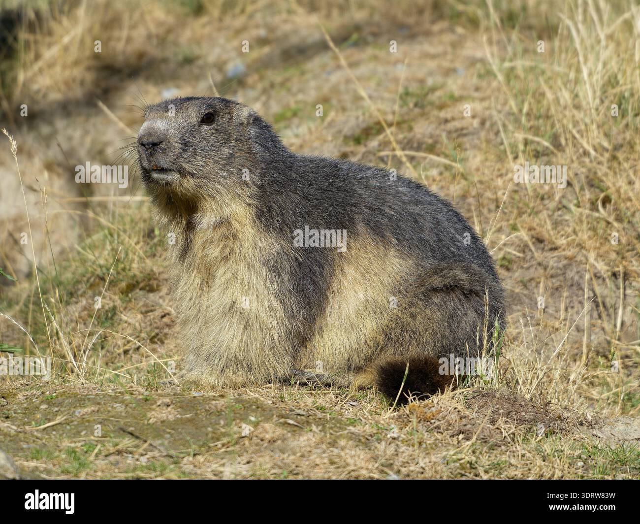 Alpenmurmeltier (Marmota marmota) in Alarmbereitschaft auf einer Almwiese, Seitenansicht, hervorstechendes Warnverhalten und detaillierte Fellstruktur Stockfoto