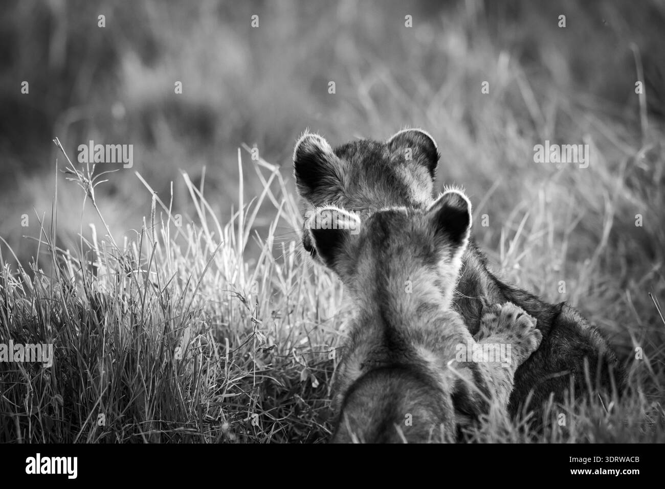 Zwei wilde afrikanische Löwenjungen mit durchbohrten Ohren, die etwas Aktion beobachten. Bild von hinten, um ihre Köpfe inline zu zeigen, einer hinter dem anderen. Stockfoto