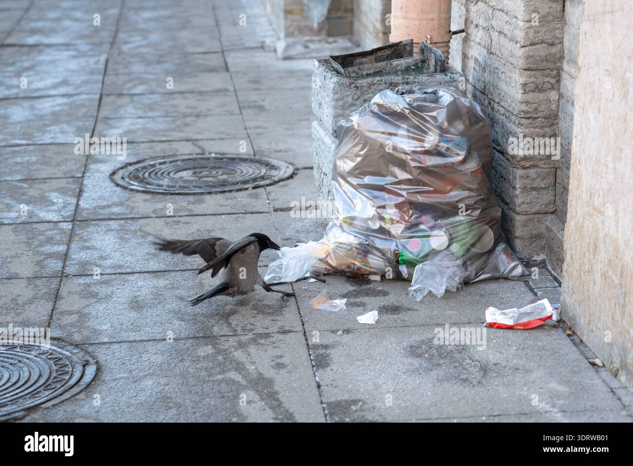 Krähen picken Plastikmüllbeutel auf der Straße auf der Suche nach Nahrung, Vögel überleben im Winter in der Stadt. Stockfoto