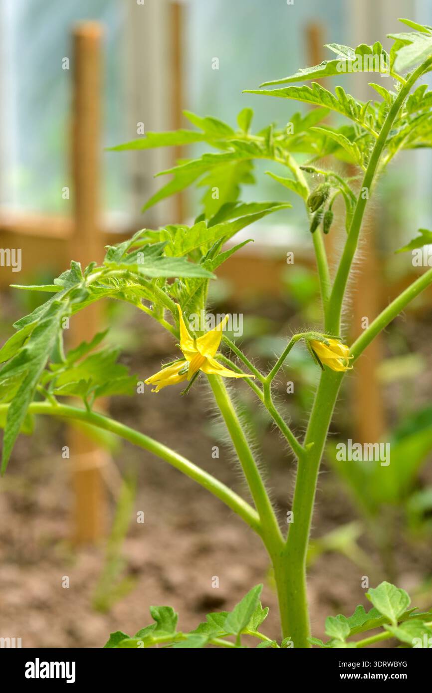 Vertikale Nahaufnahme einer jungen Tomatenpflanze mit leuchtend gelben Blüten, die in einem Gewächshaus wachsen. Diese Hochwinkelaufnahme erfasst die Details des Grüns Stockfoto