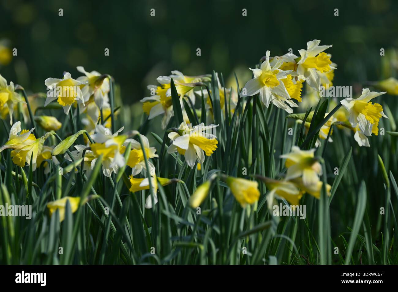 Yellow Narcissus pseudonarcissus, Lent Lily oder Wild Narzissen in UK Forest Februar Stockfoto