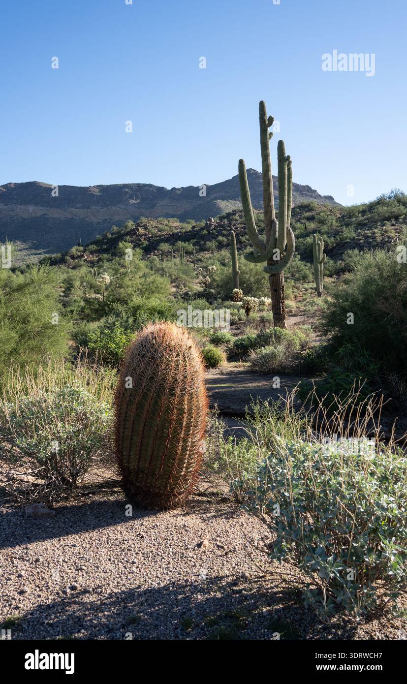Der Saguaro (Carnegiea gigantea) ist eine baumähnliche Kaktusart der monotypischen Gattung Carnegiea, die bis zu 12 Meter (40 Fuß) hoch werden kann. It Stockfoto