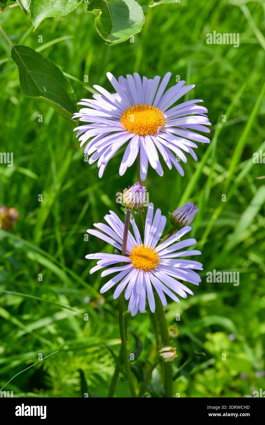 Eine hochwinklige vertikale Nahaufnahme leuchtender hellvioletter Alpenaster, die auf einer sonnigen Wiese blühen. Die Aufnahme erfasst die hellgelben Mittelpunkte des Flusses Stockfoto