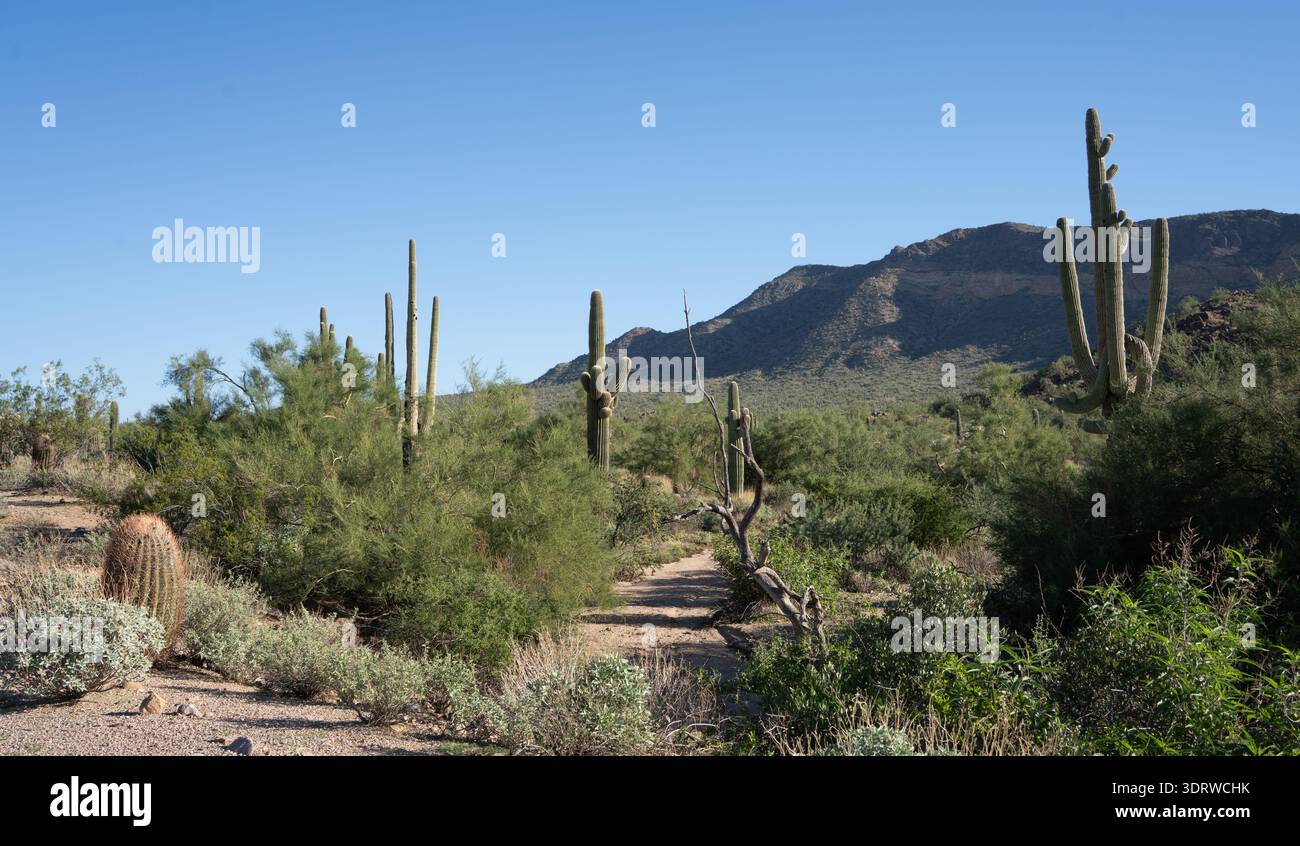 Der Saguaro (Carnegiea gigantea) ist eine baumähnliche Kaktusart der monotypischen Gattung Carnegiea, die bis zu 12 Meter (40 Fuß) hoch werden kann. It Stockfoto
