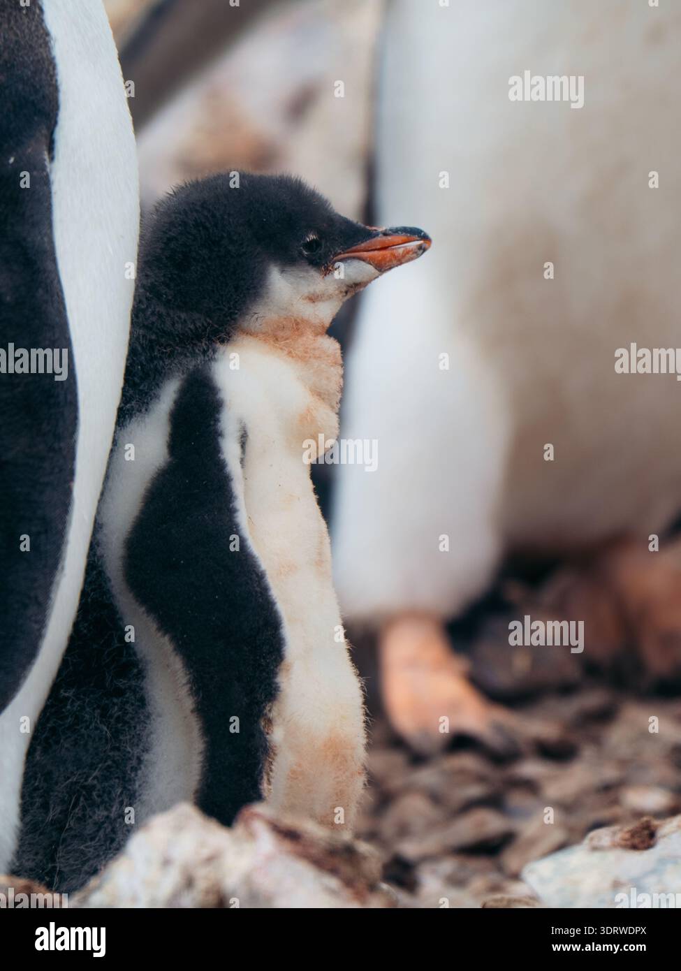 Blick auf eine flauschige, flauschige Pinguinküche, die sich an ihre Eltern schmiegt, ein zärtlicher Moment des Lebens inmitten der rauen, eisigen Landschaft, Antarktis, Antarktis. Stockfoto