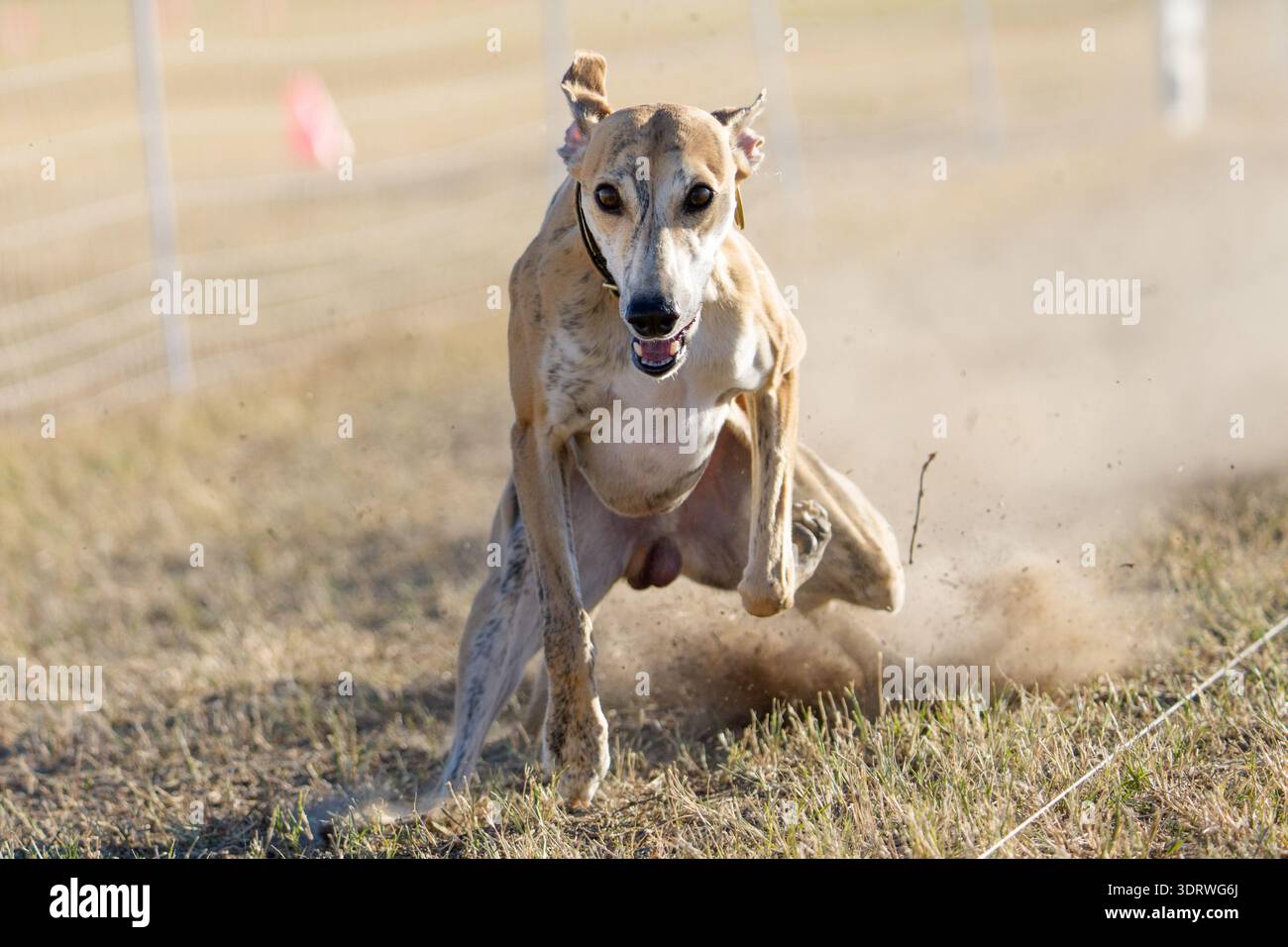 Heller Hund am Ende einer schnellen Katzenköderleine, die im Gras gleitet Stockfoto