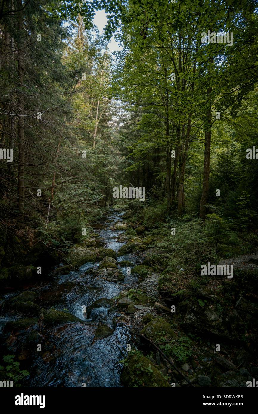 Friedliche Naturszene, Ruhiger Forest River, Der Durch Die Rocky Ravine Fließt Und Mit Üppigem Farnwuchs Gefüllt Ist Stockfoto