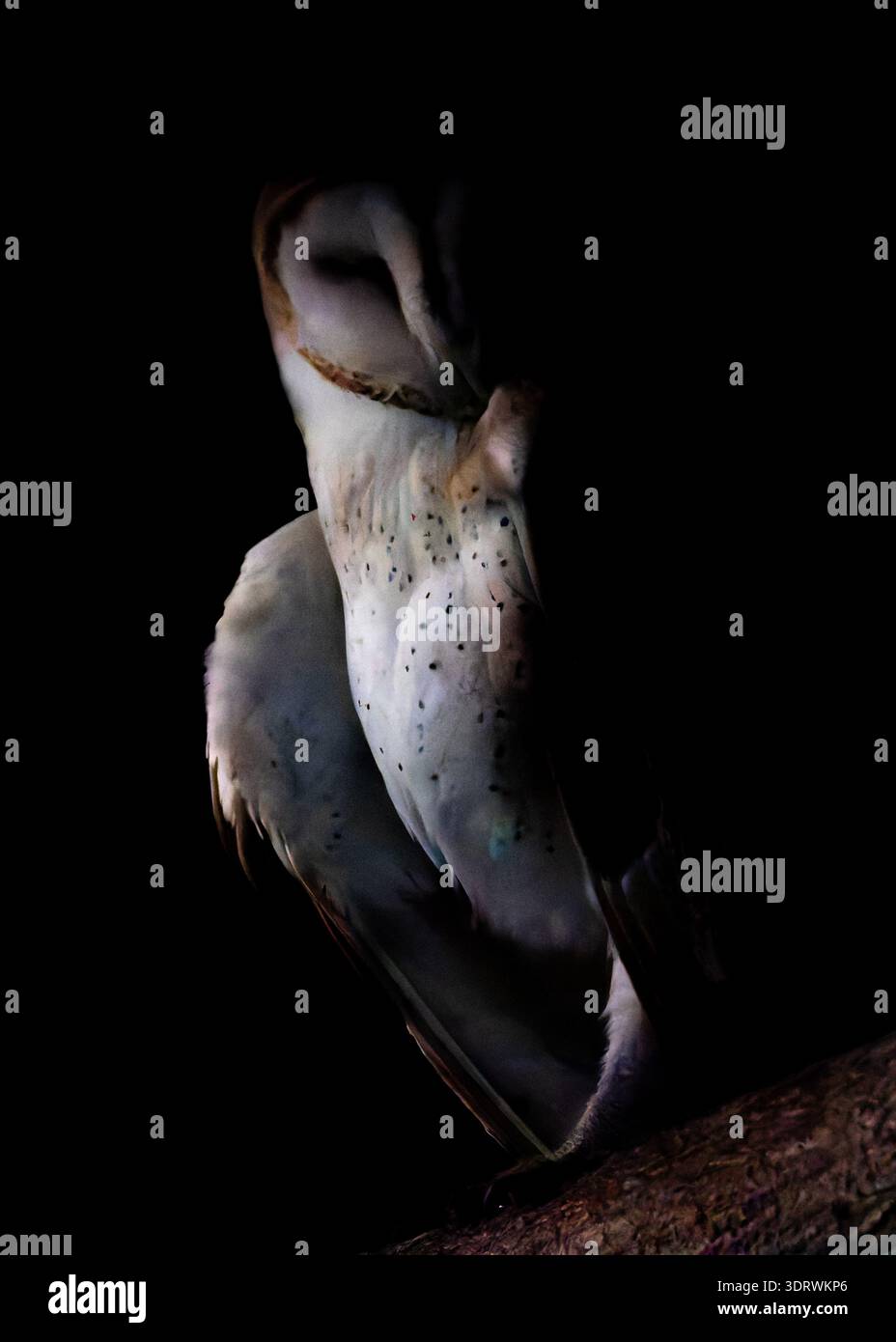 Nächtliches Foto einer Scheuneneule (Tyto alba), die auf einem Ast thront und aus den Schatten auftaucht. Stockfoto