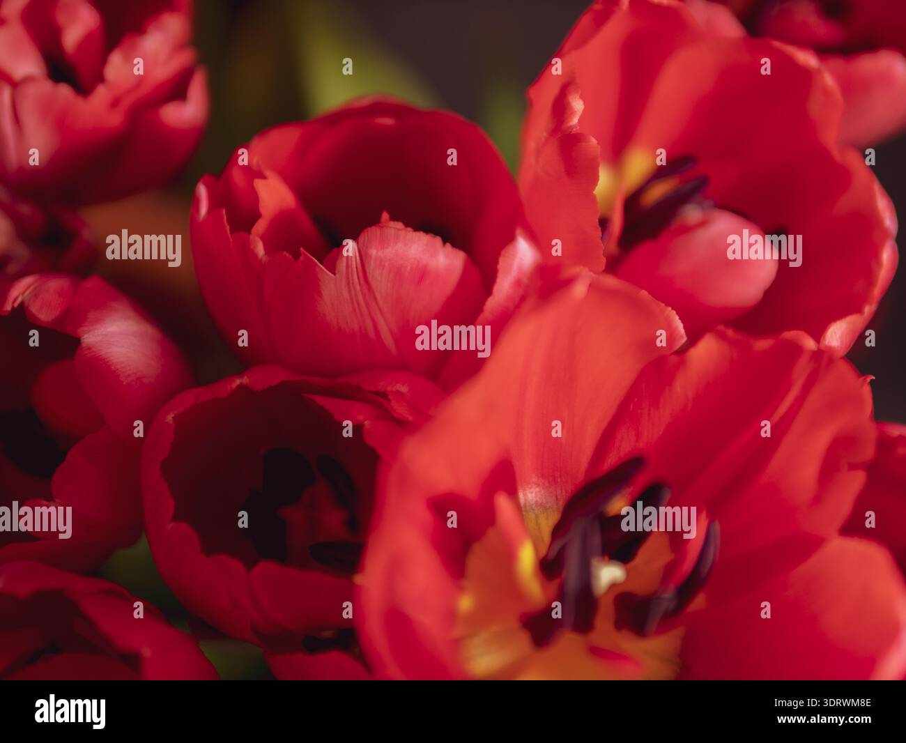 Rote Tulpen Blumen mit weichem Fokus Hintergrund Stockfoto