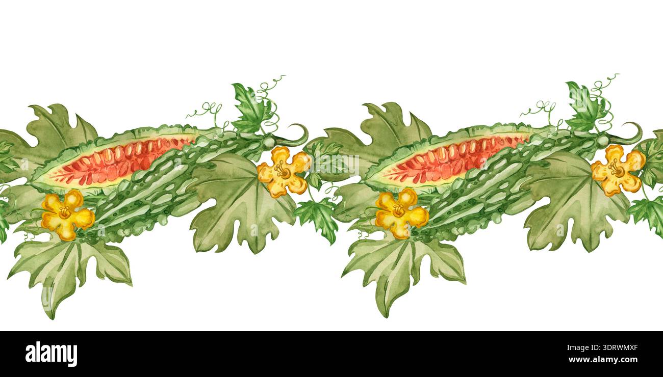 Ein nahtloser Rand aus Bittermelone, geschnittenen Früchten, gelben Blüten und grünen Blättern. Handgezeichnet mit Aquarellen. Eine gesunde Zutat. Abbildung für Stockfoto