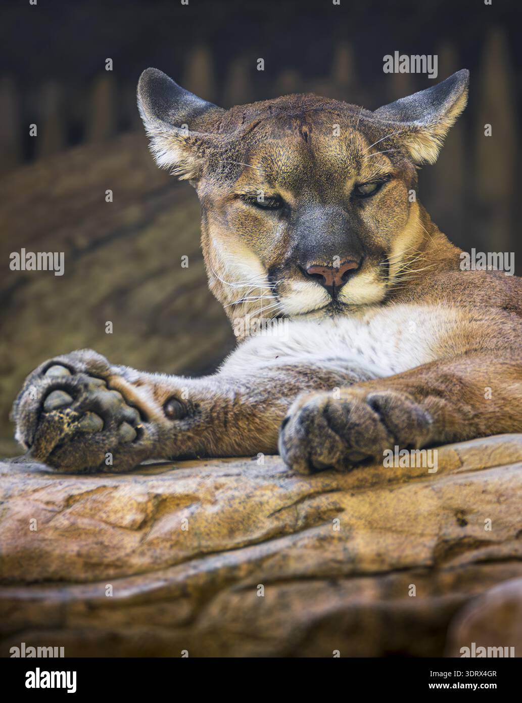 Dieser ruhende Puma strahlt mühelose Autorität aus, sein Blick ist auch in Ruhe ruhig und selbstsicher. Warme Wüstentöne umhüllen die Szene und heben die Szene hervor Stockfoto
