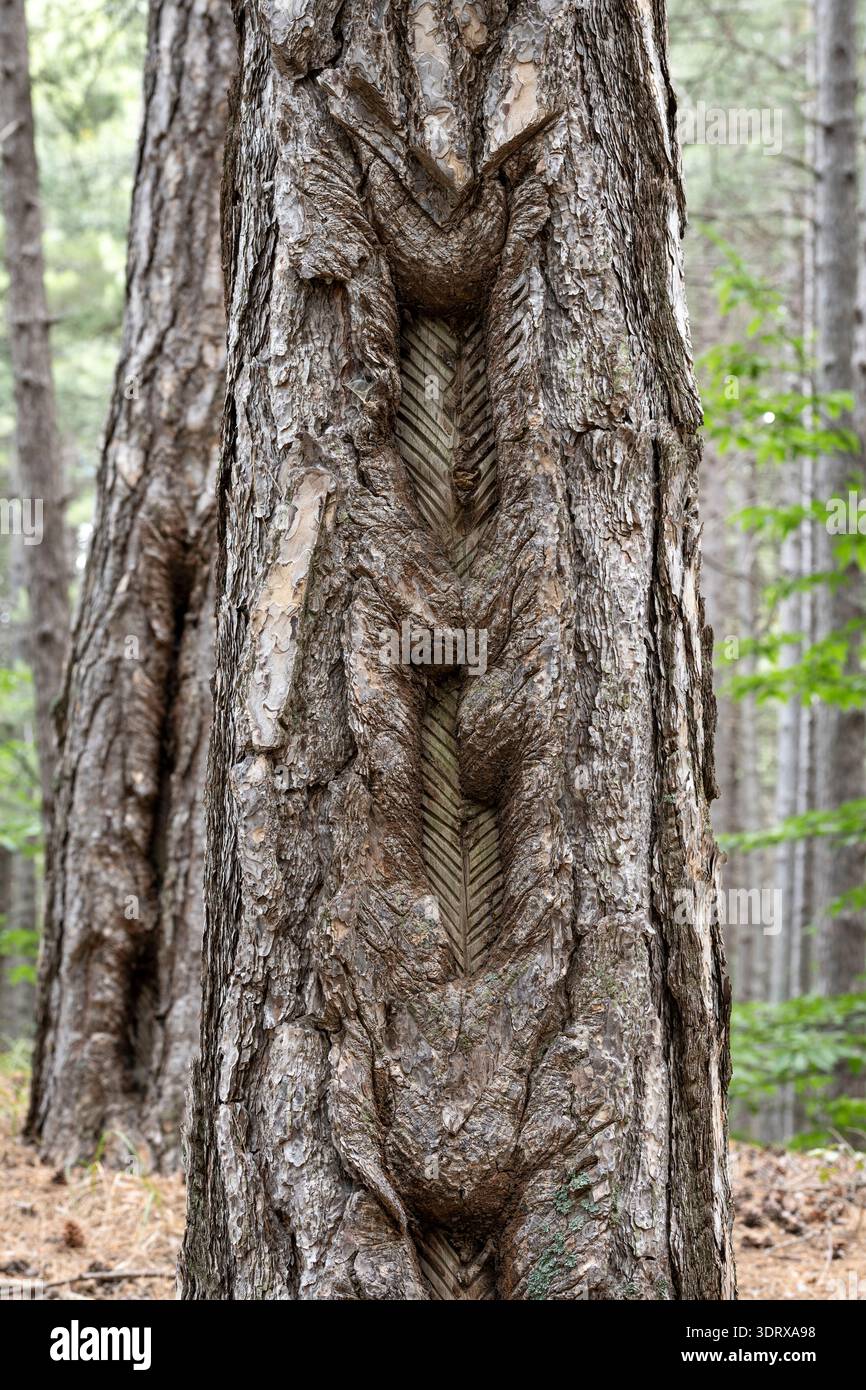 Eine alte Kiefer, die wegen ihres Harzes angezapft wurde. Dies war einst ein profitables Geschäft in den Wäldern an den Hängen des Ätna, Sizilien, Italien Stockfoto