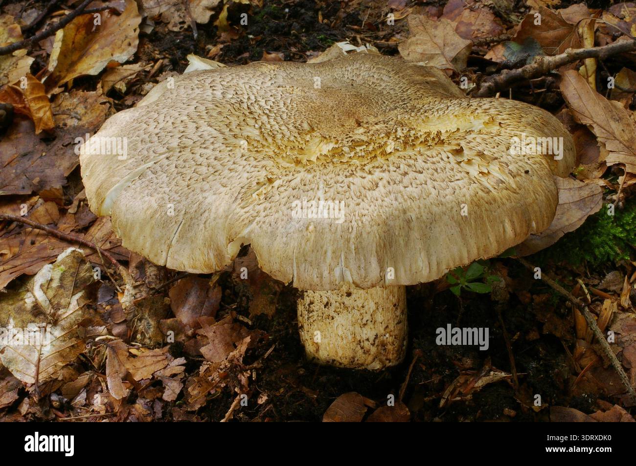 tigertricholoma - Tricholoma pardinum Stockfoto