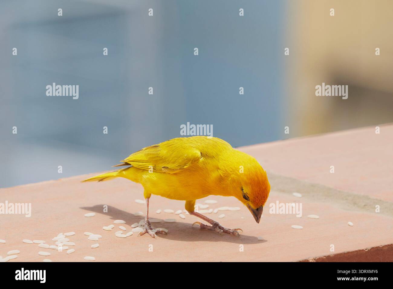Kleiner gelber Vogel isst Reis auf einer Terrakotta-Oberfläche in natürlichem Licht Stockfoto