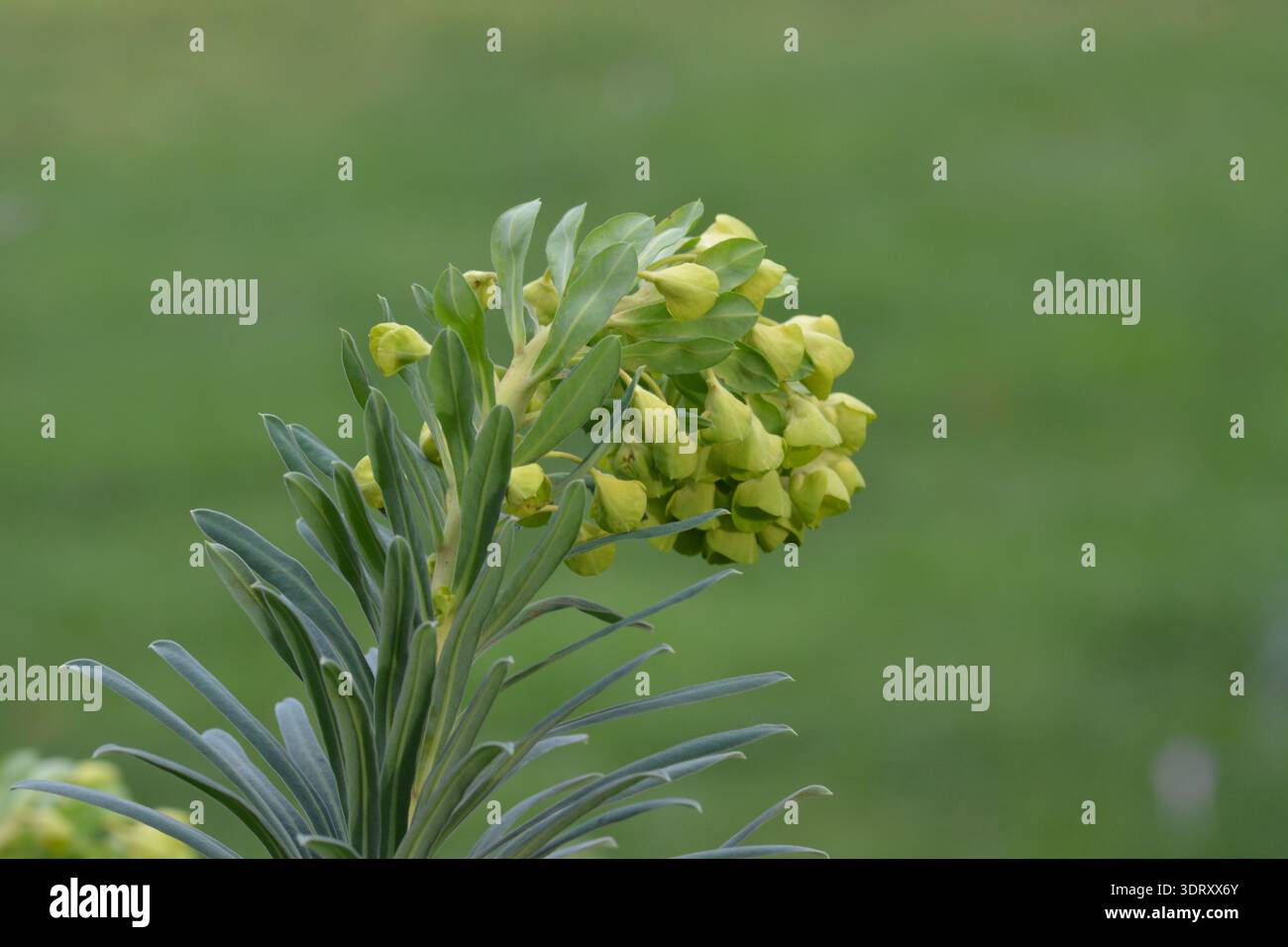 Mediterrane Spurge, Euphorbia characters, in Blüte im Februar, England. Toxische Pflanzen. Heilpflanzen. Stockfoto