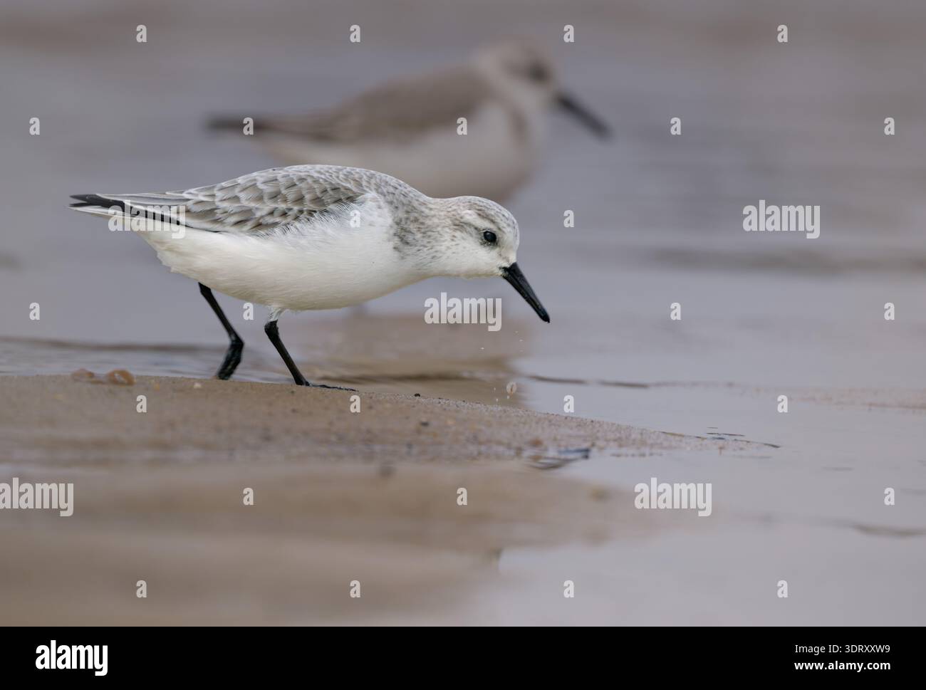Ein Paar Sanderling Calidris alba, das zwischen dem Treibgut und dem Jetsam an einem Strand in North Norfolk, Großbritannien, füttert Stockfoto