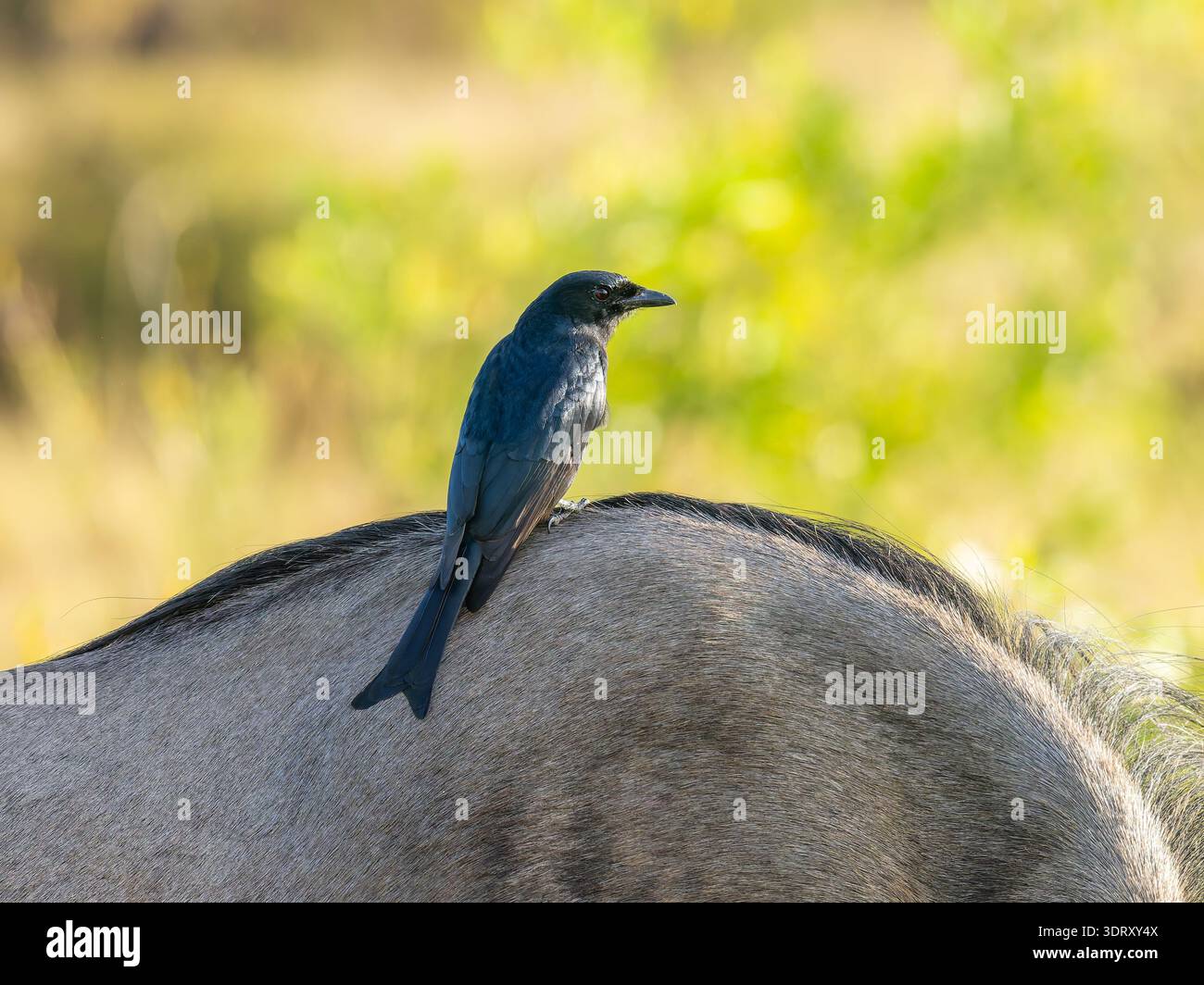 Ein Gabelschwanzdrongo, Dicrurus adsimilis, auch bekannt als gewöhnlicher Drongo oder afrikanischer Drongo. Stockfoto