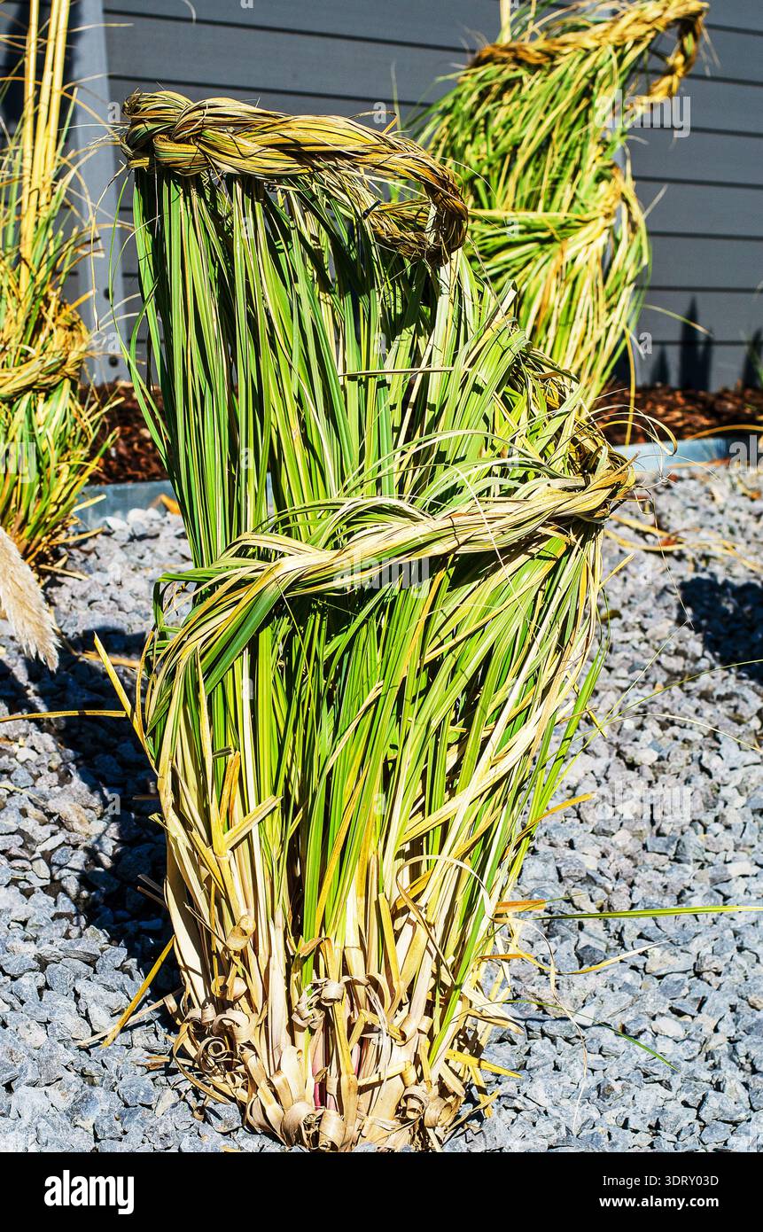 Ziergras gebündelt mit Garn für Winterschutz im Garten Stockfoto