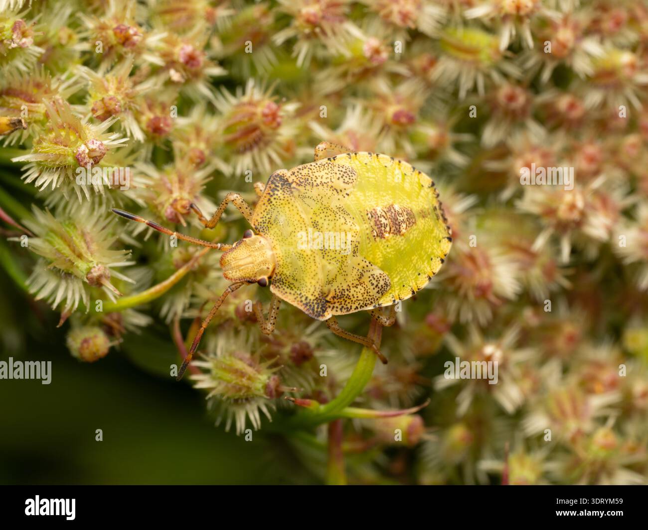 Nahaufnahme einer braunen, stinkenden Insektennymphe auf Queen Anne's Lace oder einer wilden Karotte, die blüht hat und jetzt Früchte hat. Fotografiert mit geringer Schärfentiefe Stockfoto