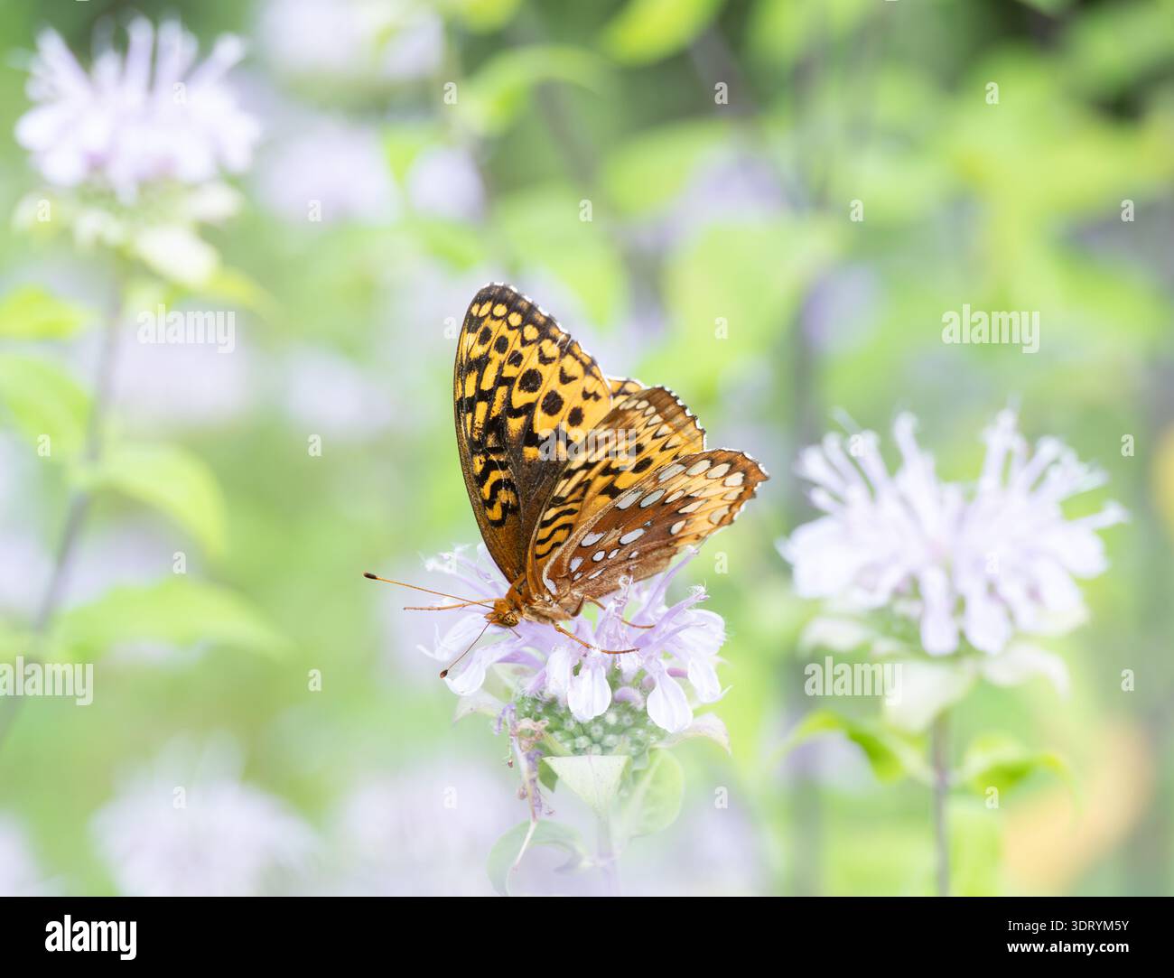 Hochklassiges Foto eines fritillarischen Schmetterlings im Golf, der auf einer blassfarbenen Bergamotte oder einer Bienenbalsam-Blume thront. Fotografiert mit einer geringen Tiefe von f Stockfoto