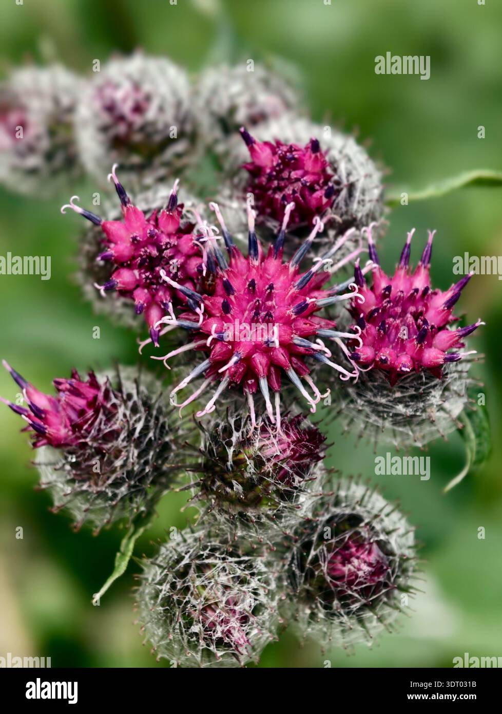 Nahaufnahme der großen Klette Arctium lappa Blüten vor grünem Wiesengrund. Stockfoto
