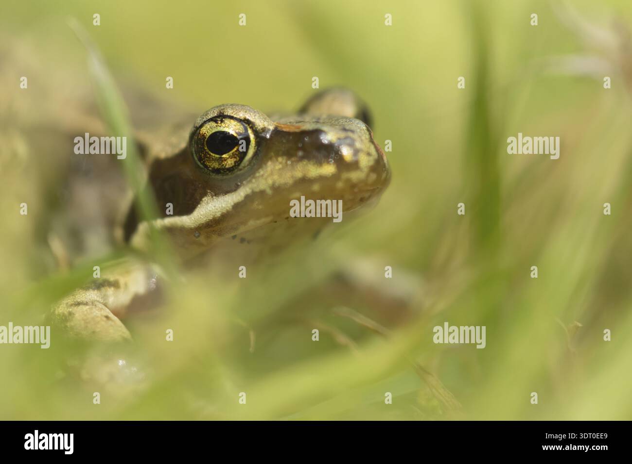 Gemeiner Frosch (Rana temporaria) erwachsener Amphibien zwischen Grashalmen auf einem Gartenrasen, Suffolk, England, Vereinigtes Königreich Stockfoto