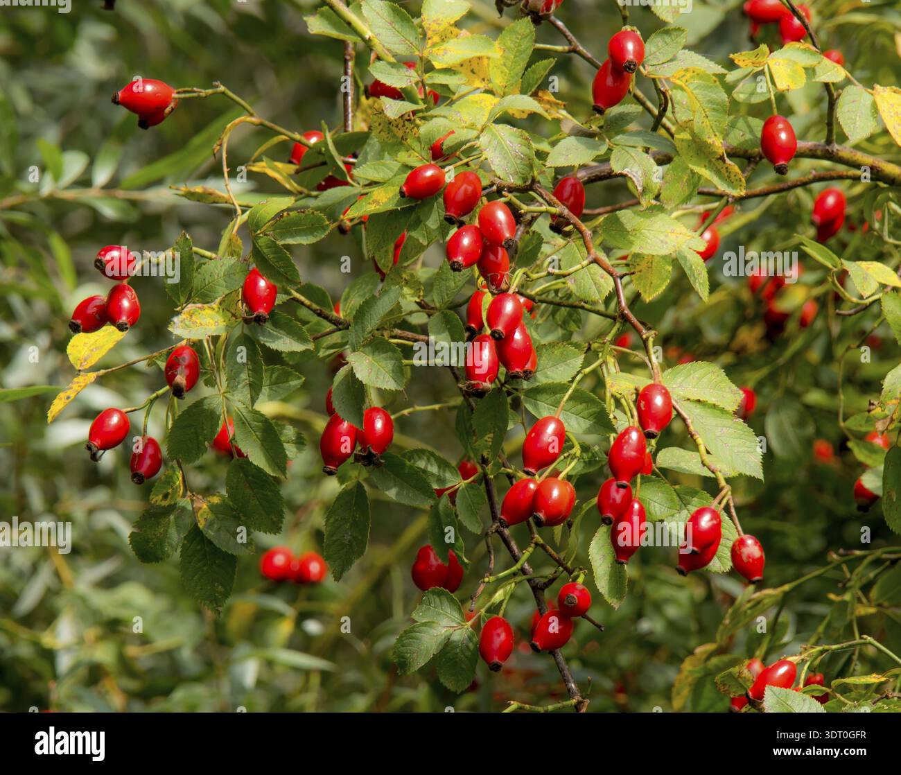 Hagebutten der Hündin „Rosa canina“ Stockfoto