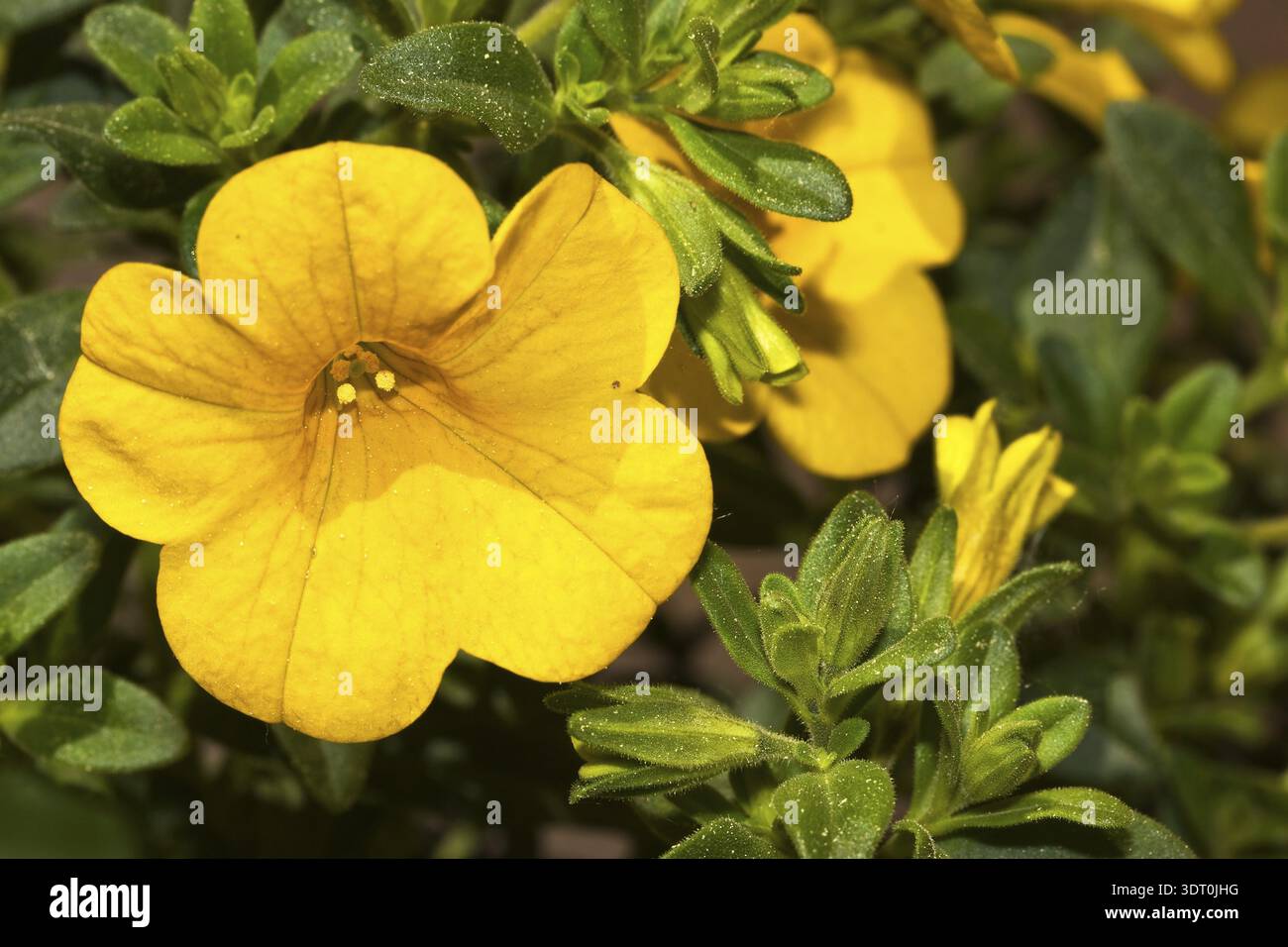 Callibrachoa Million Glocken Stockfoto