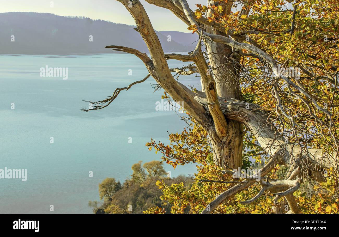 Goldener Herbst in Sipplingen am Bodensee Stockfoto