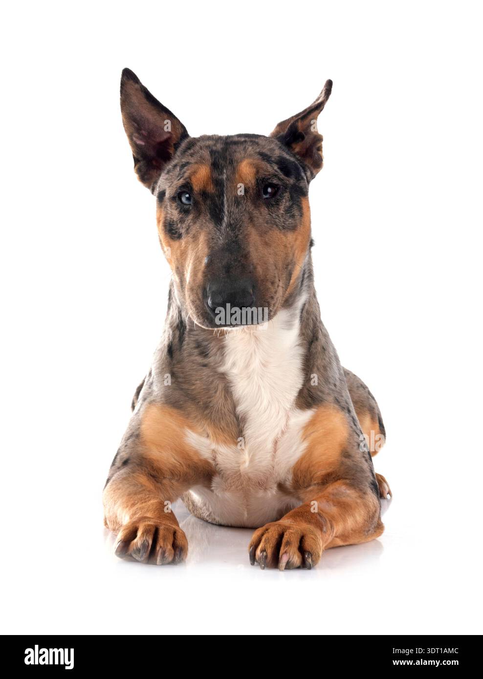 Miniatur Bull Terrier vor weißem Hintergrund Stockfoto